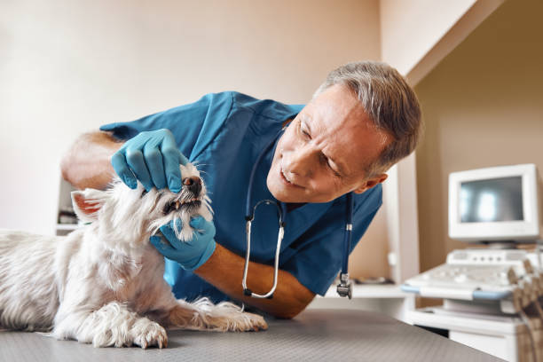 Best Weekend Emergency Dental Services in Denver, NC